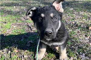 Byron - German Shepherd for sale