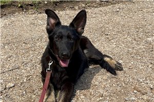 Gwendolyn - German Shepherd for sale