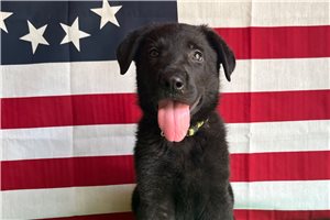 Ninja - German Shepherd for sale