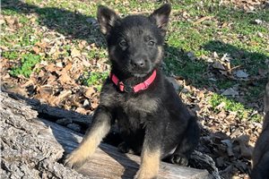 Gemma - German Shepherd for sale