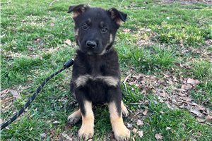 Breslin - German Shepherd for sale