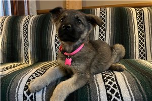 Bella - German Shepherd for sale