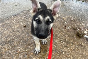 Bennett - German Shepherd for sale