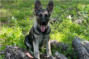 Bella - puppy for sale