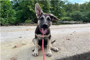 Nema - German Shepherd for sale