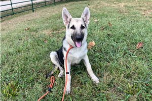 Hera - puppy for sale