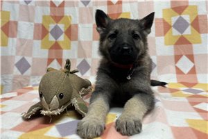 Graham - German Shepherd for sale