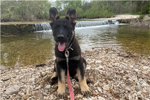 Breslin - German Shepherd for sale