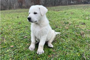 Liam - German Shepherd for sale