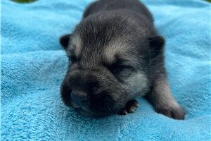 Hank - German Shepherd for sale