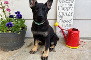 Glory - puppy for sale