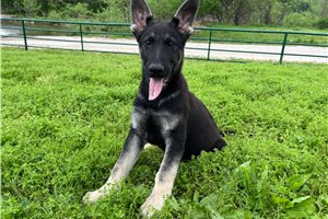 Grant - German Shepherd for sale