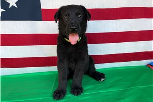 Ninja - German Shepherd for sale
