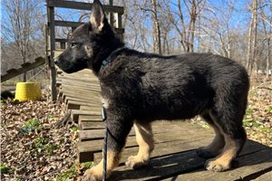 Breslin - German Shepherd for sale