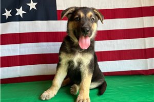 Nermal - German Shepherd for sale