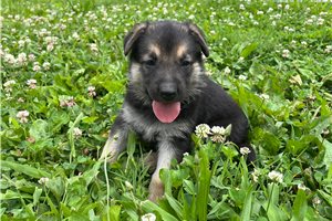 Nermal - German Shepherd for sale