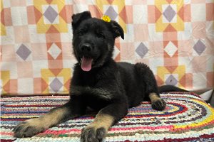 Gwendolyn - German Shepherd for sale