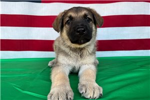 Nixon - German Shepherd for sale