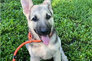 Hera - German Shepherd for sale