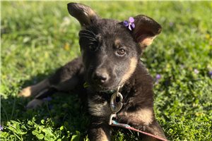 Galilea - German Shepherd for sale