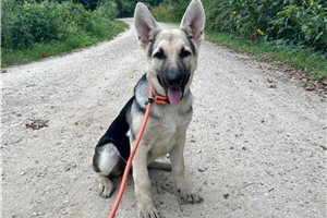 Hera - German Shepherd for sale