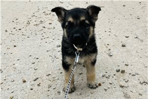 Holly - German Shepherd for sale