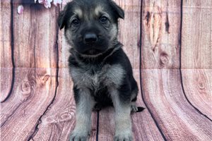 Hillary - German Shepherd for sale