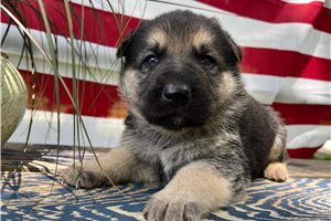 Huckleberry - German Shepherd for sale