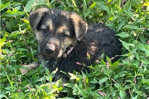 Nera - German Shepherd for sale