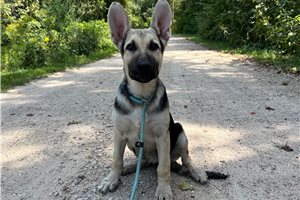 Hillary - German Shepherd for sale