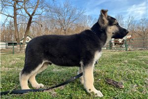 Bennett - German Shepherd for sale