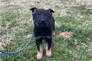Brendan - German Shepherd for sale