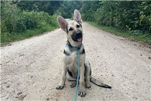 Hillary - German Shepherd for sale