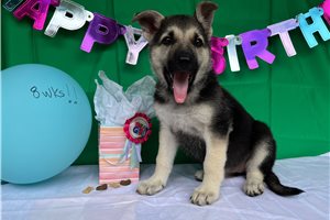 Hera - German Shepherd for sale