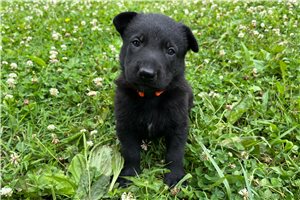 Nitro - German Shepherd for sale