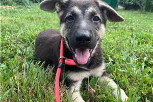 Nema - German Shepherd for sale