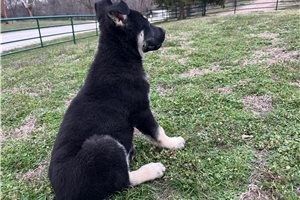 Byron - German Shepherd for sale