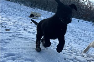 Luna - German Shepherd for sale