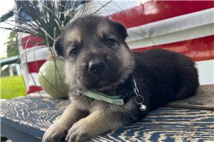 Heidi - German Shepherd for sale