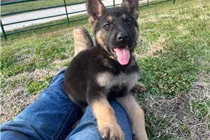 Georgia - German Shepherd for sale