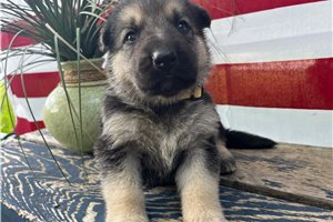 Hera - German Shepherd for sale