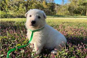 Simone, a German Shepherd puppy