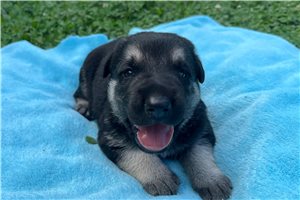 Nera - German Shepherd for sale