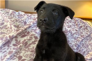 Melinda - German Shepherd for sale