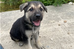 Hillary - German Shepherd for sale