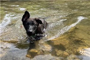Ninja - German Shepherd for sale