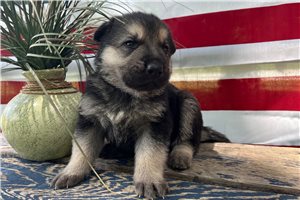 Horatio - German Shepherd for sale