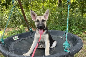 Holly - German Shepherd for sale