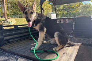 Nera - German Shepherd for sale