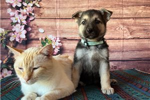 Heidi - German Shepherd for sale